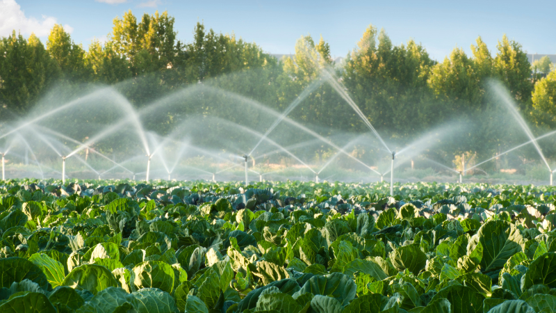 Como funciona a irrigação de plantações